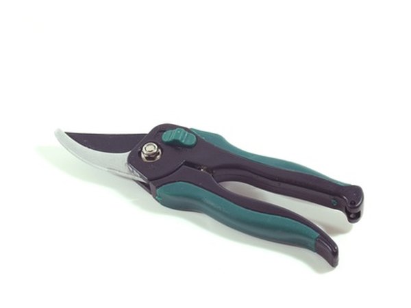 Garden shears work well for trimming iris fans.