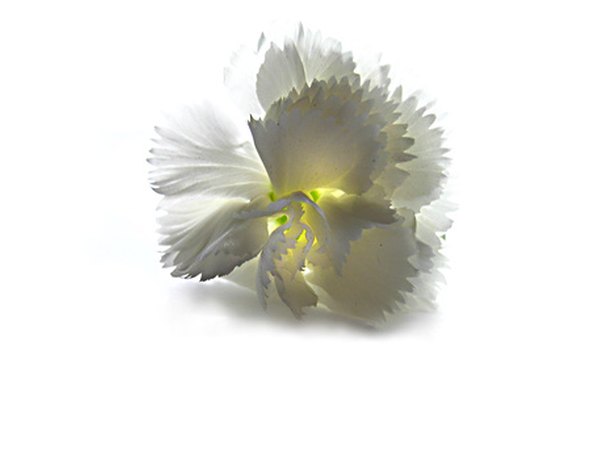 The distinctly shaped petals of a white carnation.