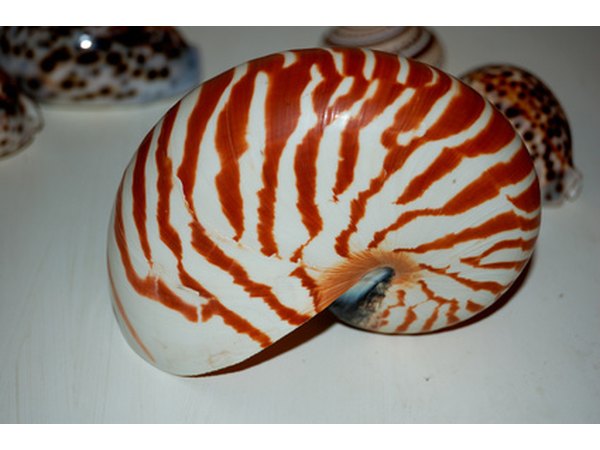 Transform a shell into a faciful sculpture.