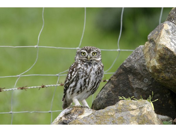 Screech owls look similar to great horned owls, only much smaller.