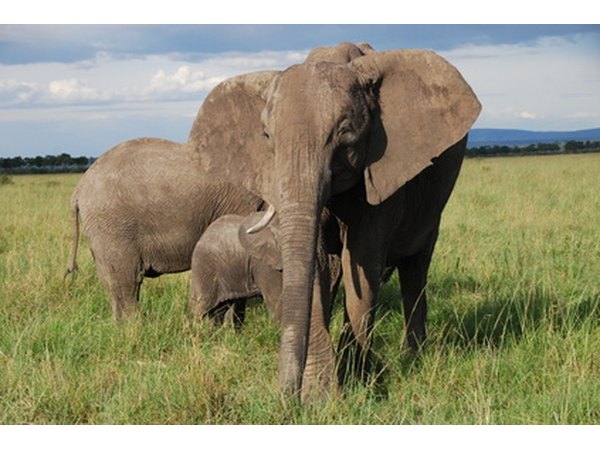 African elephants require a lot of vegetation to survive.