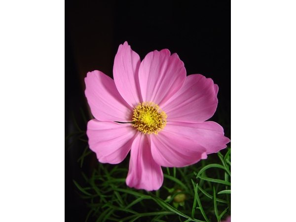 Showy cosmos spruce up the landscape.