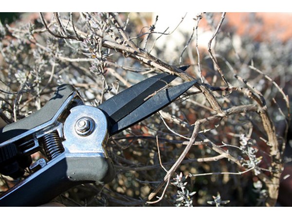 Getting rid of old growth