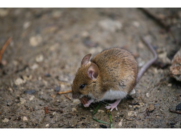home remedy for keeping snakes away with pictures ehow home remedy for keeping snakes away with pictures ehow