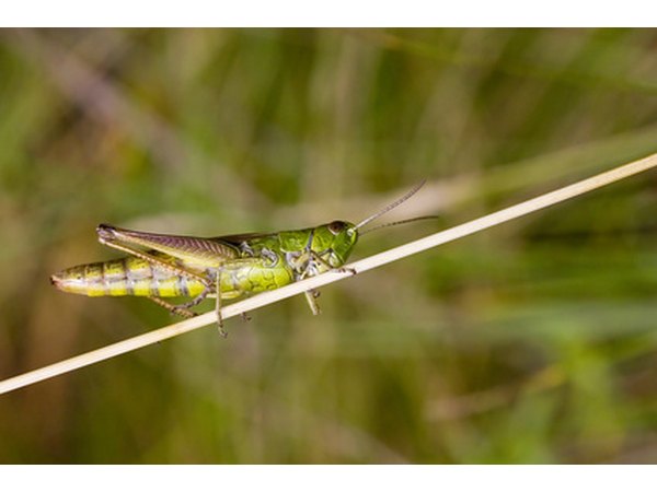 Migratory grasshoppers can wreak havoc on crops.