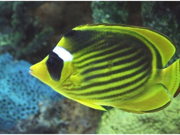 Angel fish are popular for their vibrant color patters.