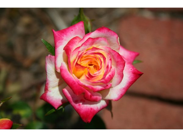 The longer the rose stays in the colored water, the more colored the rose will be.
