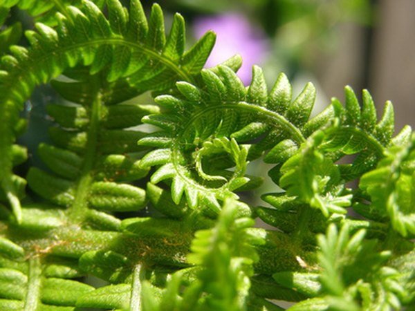 Small ferns adapt well to cloche life.