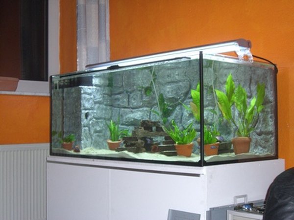 Elodea expands quickly and requires lots of space.