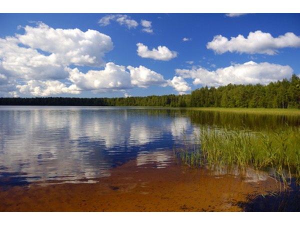 Warm temperatures encourage growth of elodea.