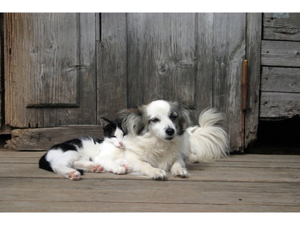 Advantage can be a danger to cats associated with a treated dog.