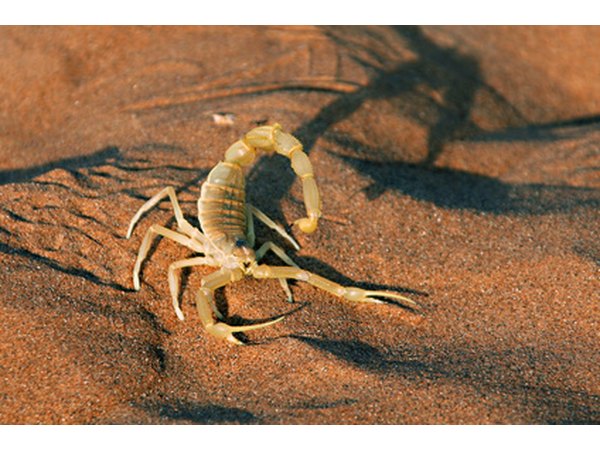 Western fence lizards feed on arthropods such as scorpions.