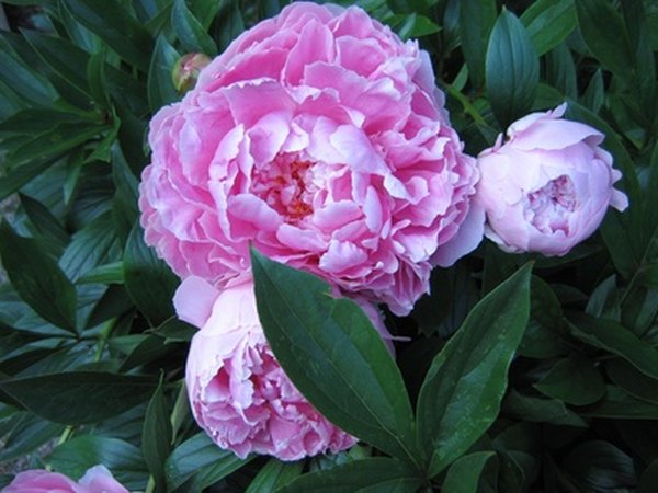 Peonies are fragrant and long-lived.