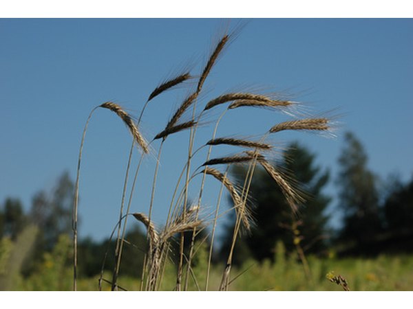 Corn has been grown for millenniums in North America.