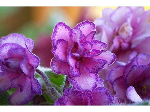 African violets come in a variety of colors.