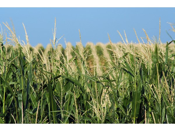 Several corn plants are needed for proper pollination.