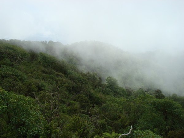 Cloud forests are distinguished by misty clouds lingering in forest's canopy.