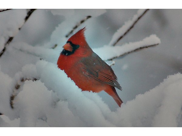 The cardinal is the state bird of seven states.