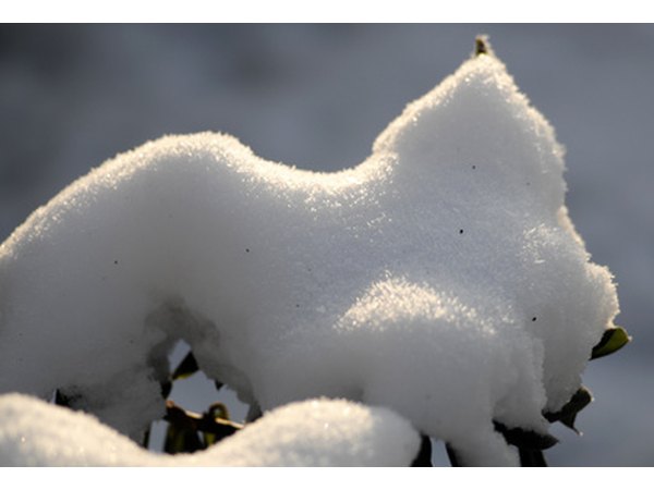 The garden in winter