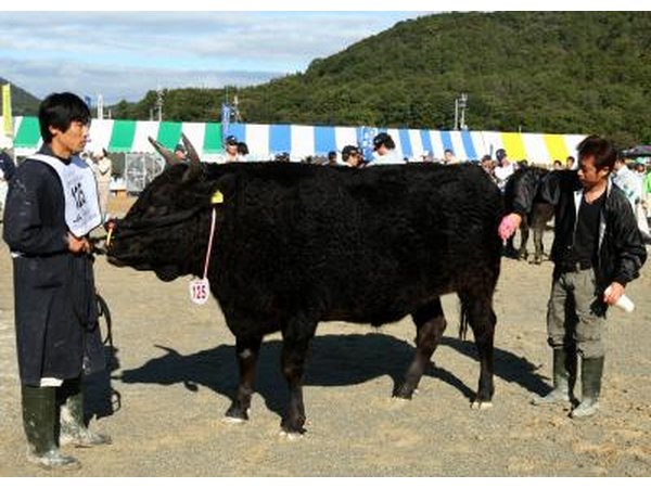 A Kobe cow at livestock competition in Kobe, Japan.