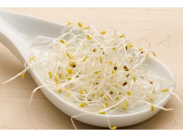 Alfalfa