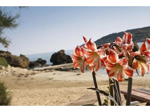 Amaryllis on the beach in Crete.
