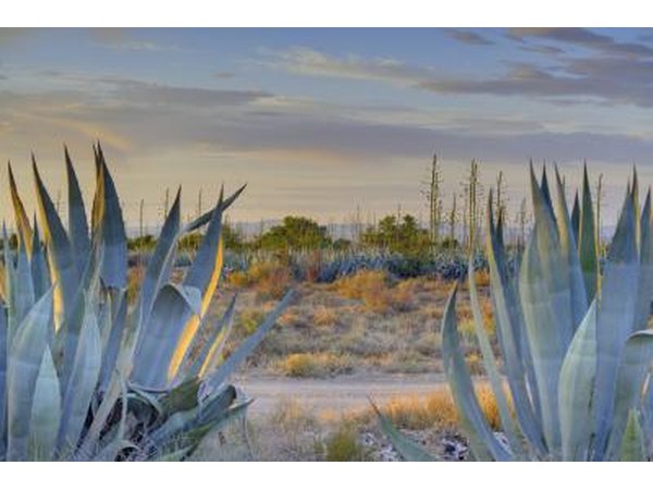 Teqila comes from the agave cactus.