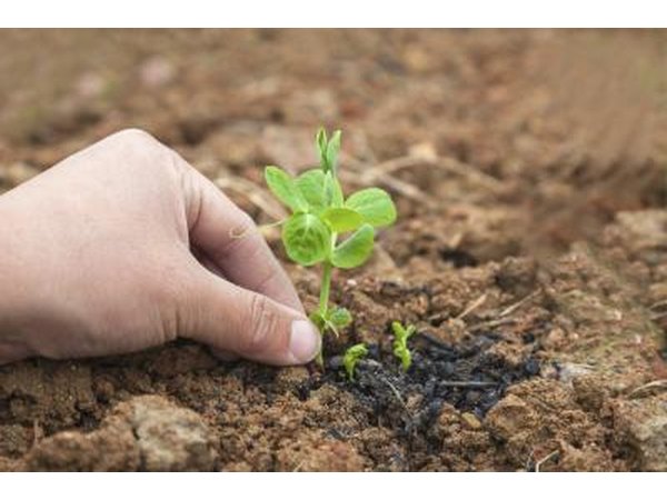 Sprouting seed.