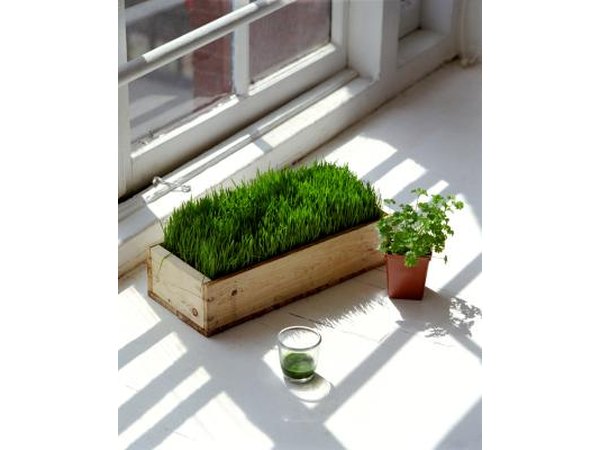 Wheatgrass