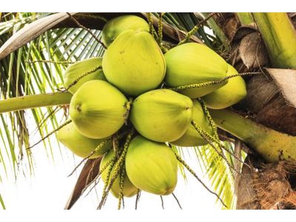 Green coconuts have water.
