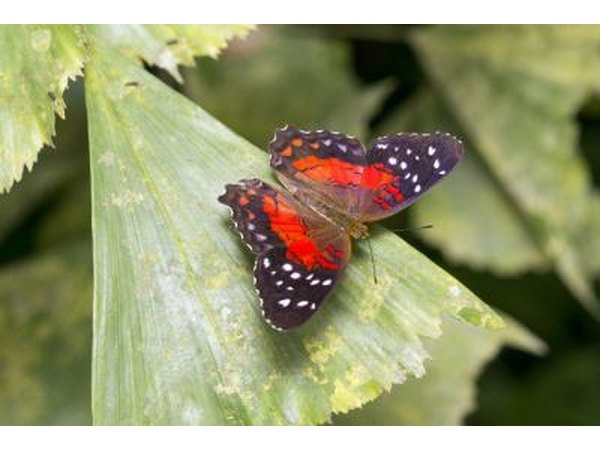 A Scarlet Peacock butterfly lands on a green leaf.