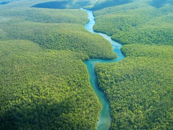 aerial view of the dense vegetation of the rain forest