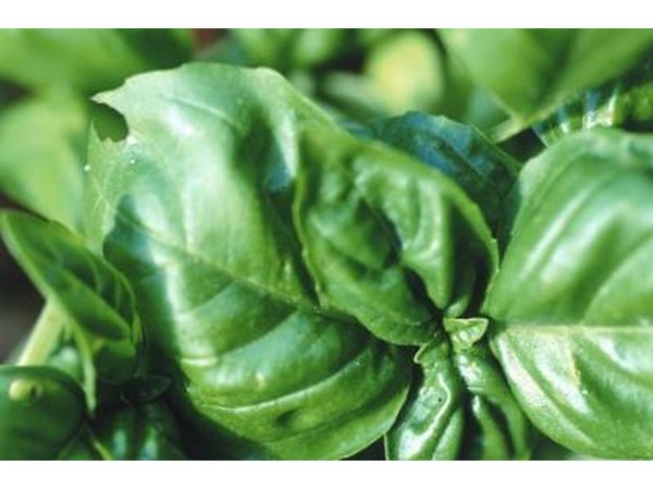 basil leaves