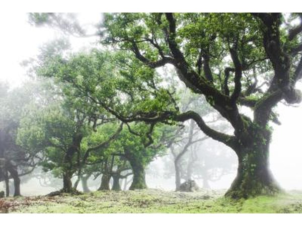 A grove of laurel trees.