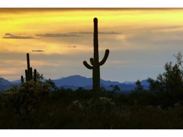 The silhouette of a saguaro cactus in the desert at sunset.