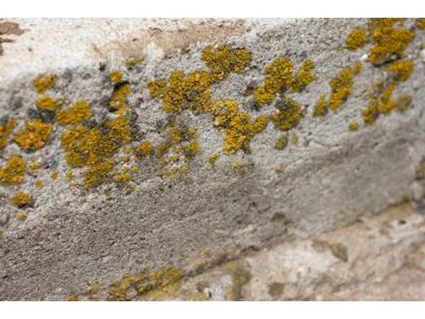 Mold.