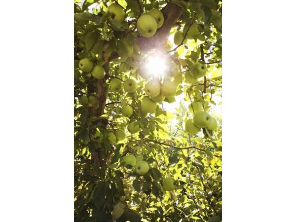 Apple Trees