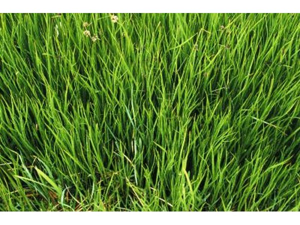 Close up of long grass.