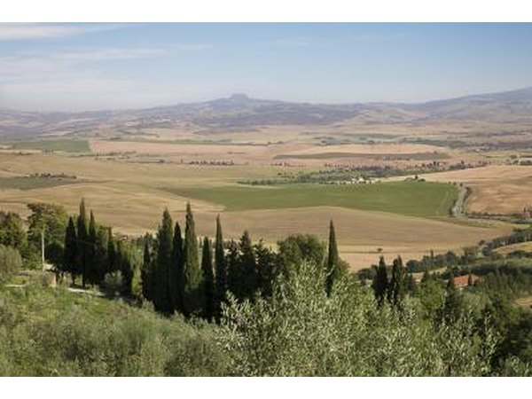 Cypresses in country side