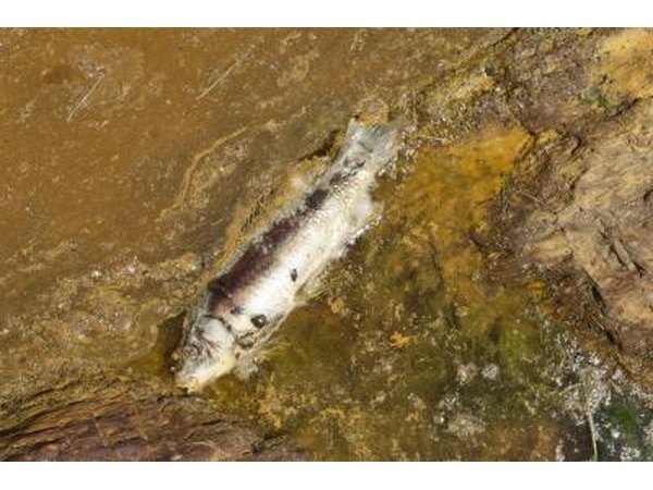 Iron mines flooded with water spill gallons of iron oxide into ponds, rivers and lakes; this can poison fish and pollute the environment.
