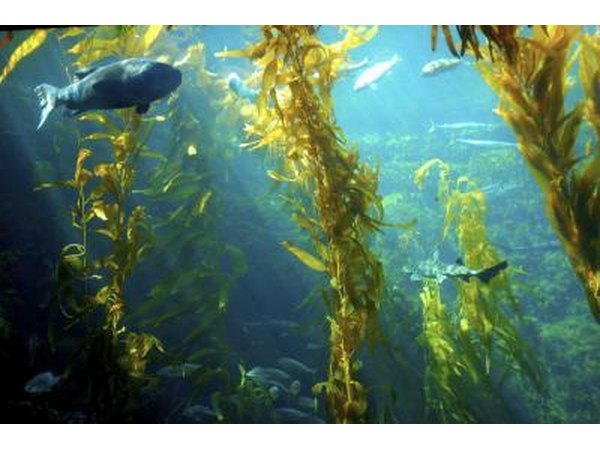 what characteristics do green algae and plants have in common