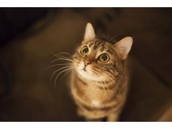 Tylan Powder is also used to treat colitis and other gastrointestinal problems in cats.