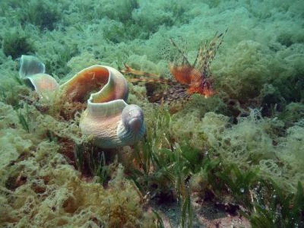 An eel and a lion fish swim over a lush algae bed.