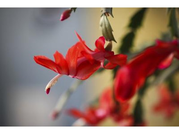 Bloom of a Christmas cactus.