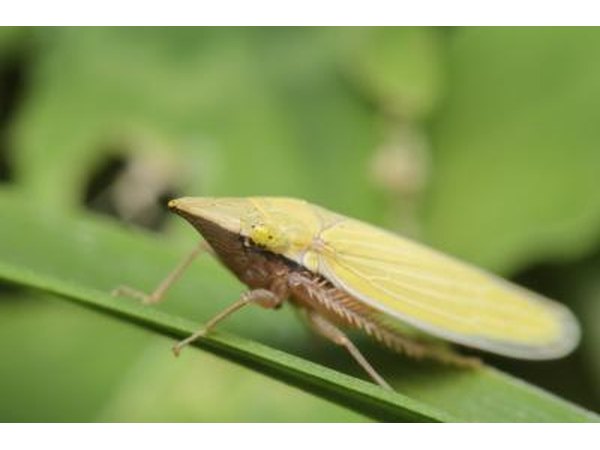 A close-up of a leafhopper on a green leaf.