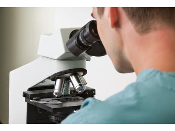 Science student looking at bugs