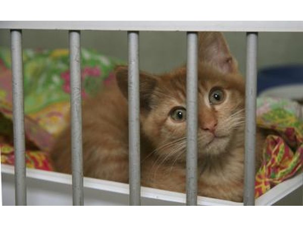 Cat in shelter.