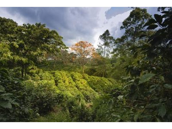 Coffee trees.