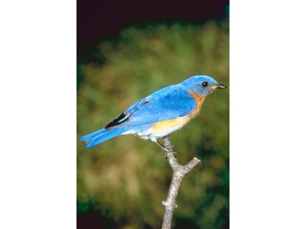 Eastern bluebird perched on a branch.