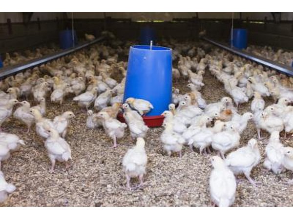 These chicks happily eat and drink in this brooder.